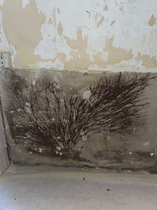 Mérule mur Lyon habitat humide