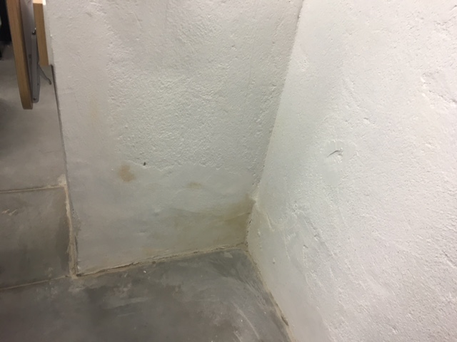 champignons sur les murs